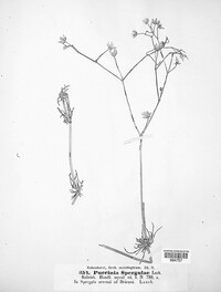 Puccinia arenariae image